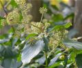 Hedera helix